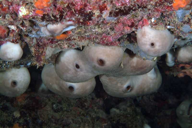 Chondrosia reniformis e Chondrilla nucula